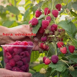 Bibit Raspberry Merah super cepat berbuah