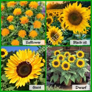 Sunflower Seeds Giant | Dwarf | Black oil | Safflower | dwarf