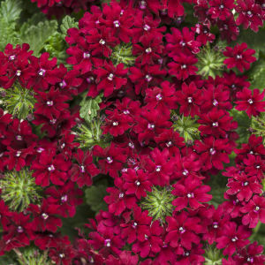 Verbena Quartz Burgundy Flower 15 Seeds Easy Fast Grow Balcony and Beginner Friendly