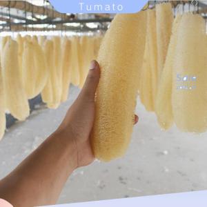 Tumato ใยบวบใยบวบธรรมชาติ1ชิ้นแปรงขัดหม้อฟองน้ำ20-25ซม.