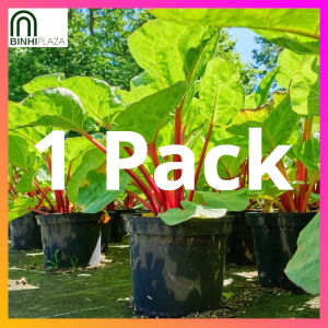BinhiPLAZA™ Red Swiss Chard (10 Seeds) for Planting Vegetable Plants + Instructions for Rhubarb