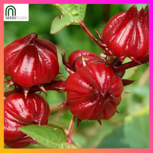 SeedsPLAZA™ - Roselle Hibiscus Seeds for Planting Herbal Flower Plants (10 Seed) Organic Herbs Red Bonsai Plant for Pots