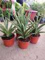 Sansevieria Silver Nymph with FREE plastic pot, pebbles and garden soil (Rare Indoor Plant and 4 Stocks Only). 