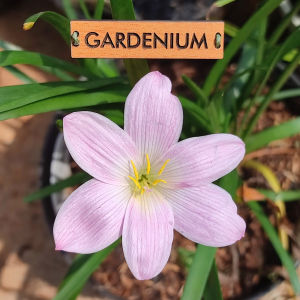 Umbi Bunga Rain Lily Hestiara - Rainlily Zephyranthes Hybrid