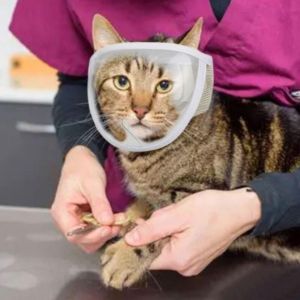 ONLD67318 ลูกสุนัขลูกแมว ผลิตภัณฑ์สำหรับสัตว์เลี้ยง ความปลอดภัยในการเคี้ยว ที่ป้องกันปาก อุปกรณ์อาบน้ำเสริมสวย ครอบหูลูกแมว ตะกร้อครอบปากแมว