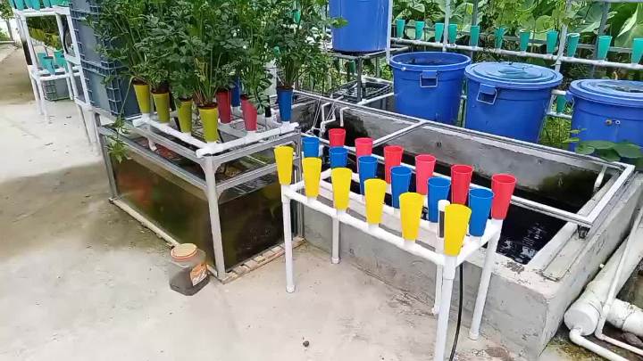 LZD Fish Symbiosis System Planting Flowers and Vegetables Soilless ...