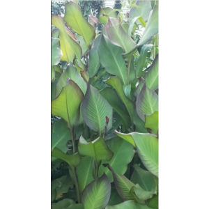 Daun Ganyong Segar / Daun Ganyong Fresh Alami Langsung Dipetik Saat Order Masuk