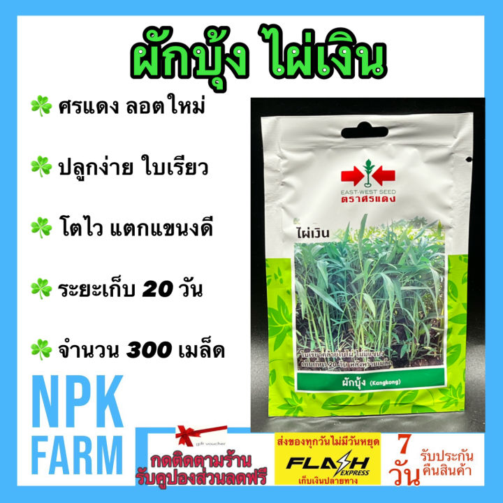 เมล็ดผักบุ้ง ไผ่เงิน ศรแดง งอกดี โตไว