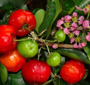 Bibit Buah Cherry Barbados atau Sianci