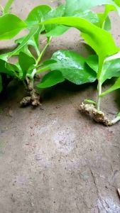 Bibit Binahong hijau asal umbi/buah