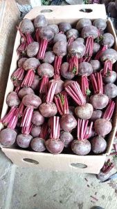 Buah Bit Fresh Kualitas Super 1Kg