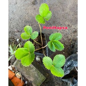 Bibit Strawberry Jumbo Manis Cepat Berbuah