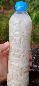 หน่อไม้ดองขวด (แพ็ค 1ขวด) หน่อไม้ขวด หน่อไม้ดอง หน่อไม้ส้ม ดองเกลือใหม่