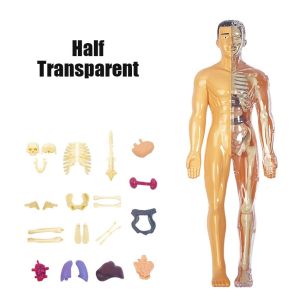 GEEBON 3D Human Toy Skeleton Model Science Kid DIY Assembly Learning Toys Teaching Tools