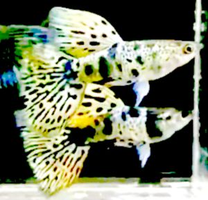 YELLOW TIGER KING COBRA GUPPY PAIR
