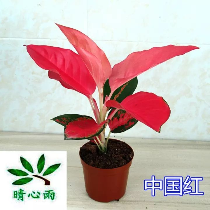 Malaysia Ready Stock 50pcs Ruyi queen flower seed potted plant seed