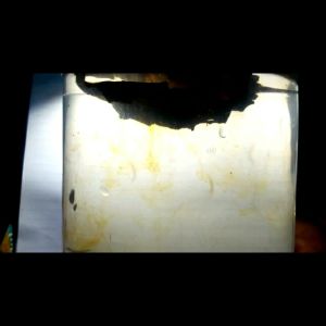 Ekstrak daun ketapang laut hitam pekat tanpa minyak 250ml