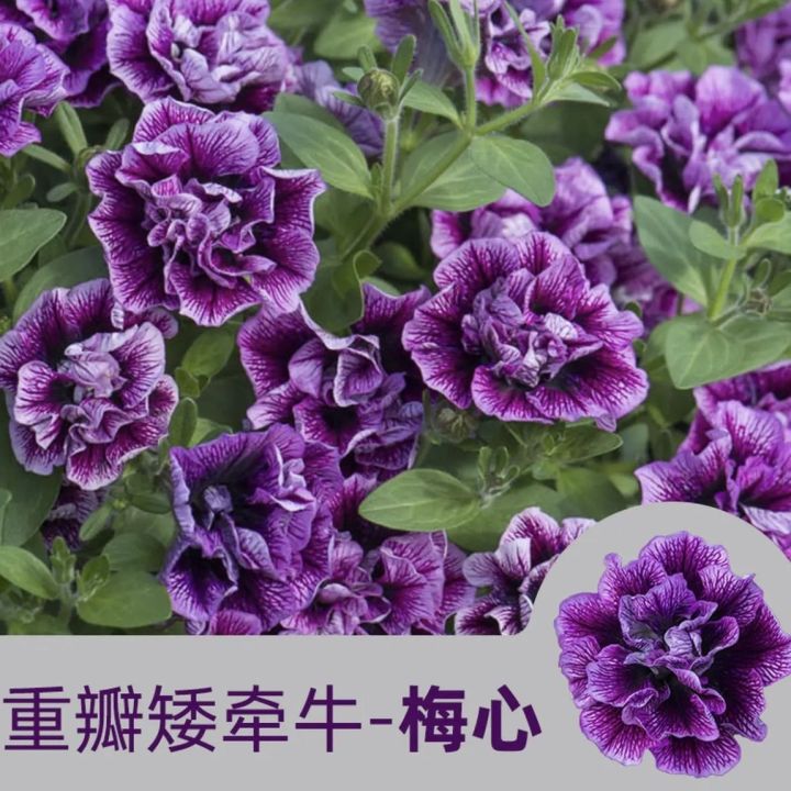 Double petal dwarf morning glory seeds | Flower seeds 重瓣矮牵牛种子|花卉种子 ...