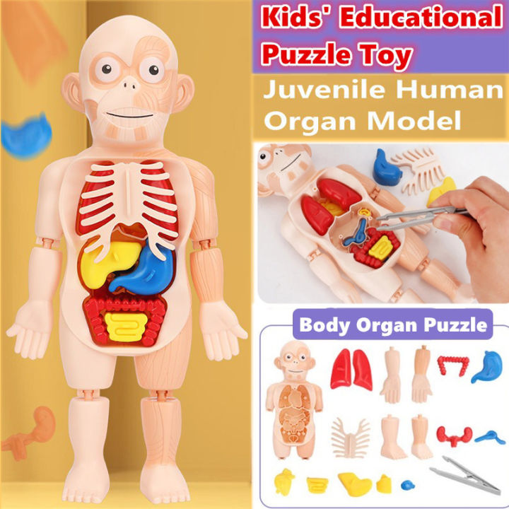 【COD】Kid Montessori DIY Human Body Puzzle Educational Learning Toys ...