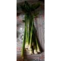POHON KECOMBRANG 1KG BATANG HONJE COMRANG. 