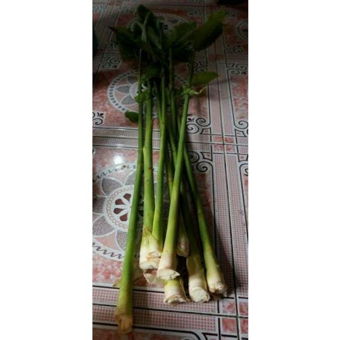 POHON KECOMBRANG 1KG BATANG HONJE COMRANG