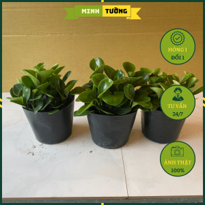 Cây Trường Sinh - Cây Kiểng Để Bàn