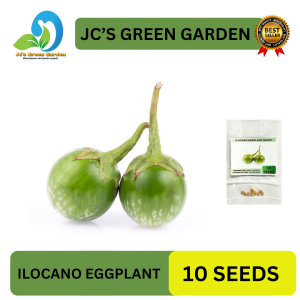 VALUE PACK (10 SEEDS) ILOCANO EGGPLANT SEEDS/BILOG/ROUND GREEN/EASY TO PLANT/EASY TO GROW