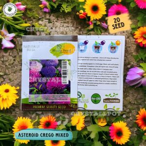 Benih Bibit Bunga Aster Crego Mixed Haira Seed - ASTER CREGO MIXED