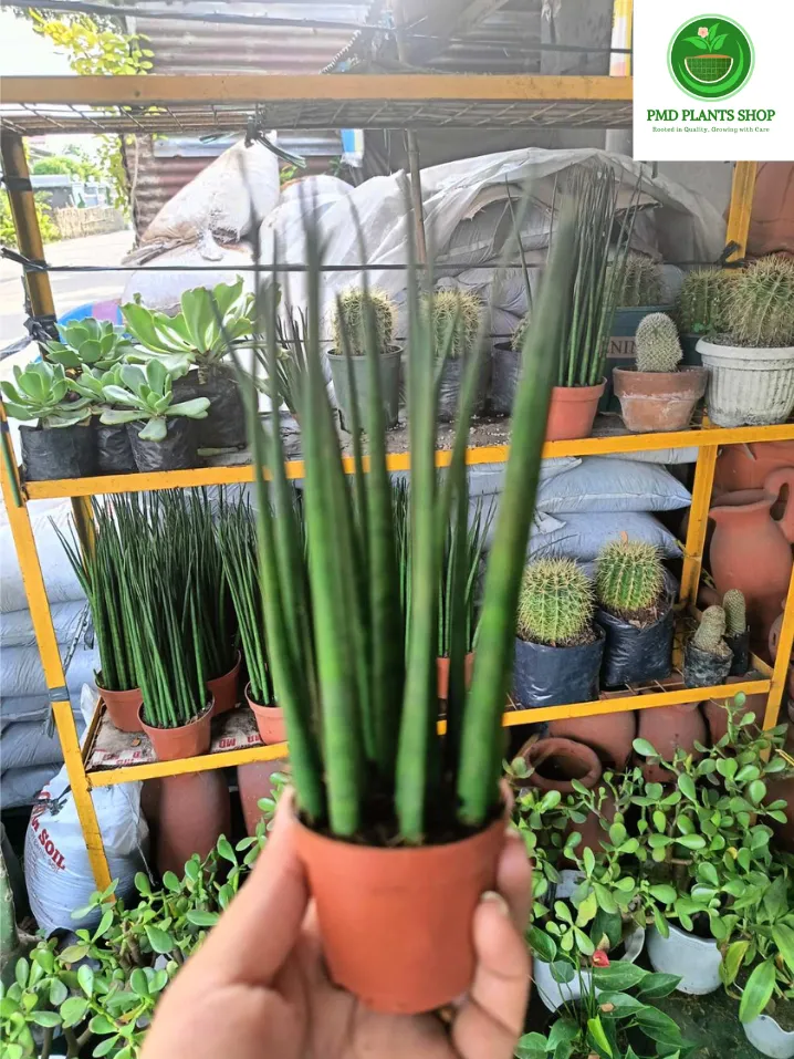 chamaedorea elegans plant Parlor Palm