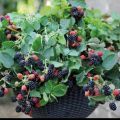 Bibit Tanaman Blackberry. 