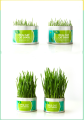 Cat Grass Natural Seed Planting Fast Growing Weatgras Planting Set Twice For Hairball Control. 
