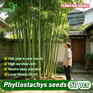 [Selected Seeds] 50pcs/pack Authentic Giant Moso Bamboo Seeds Phyllostachys Seeds for Planting Ornamental Potted Moso Bamboo Plant Seeds Bonsai Tree Live Plant Moso Bamboo Seedlings Evergreen Air Purifying Plants Bamboo Tree Plant Garden Landscaping Decor