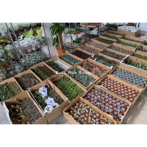 GPS Green Plant Society Real Live Succulent Plant with Pot Guarantee Lowest Price ( Random Pick )