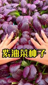 Violet Vegetable Seeds Purple Rape Shanghai Green Mauve Jade Rapeseed Heat-Resistant Vegetable Seeds for Four Seasons