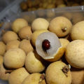 Bibit Kelengkeng Seedling Termurah Siap Tanam. 