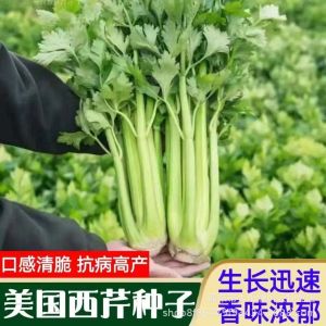 American celery is firm tender and crisp suitable for planting in autumn and all seasons and can be grown as a potted plant in the garden
