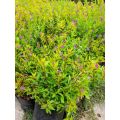 Purple Taiwan Flower / 台湾紫花 / Bunga Taiwan Ungu / ताइवान बैंगनी फूल (Singapore: Beauty Taiwan Plant) – Bright Purple Blo. 