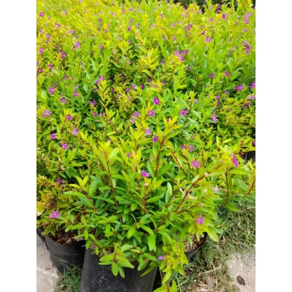 Purple%20Taiwan%20Flower%20/%20%E5%8F%B0%E6%B9%BE%E7%B4%AB%E8%8A%B1%20/%20Bunga%20Taiwan%20Ungu%20/%20%E0%A4%A4%E0%A4%BE%E0%A4%87%E0%A4%B5%E0%A4%BE%E0%A4%A8%20%E0%A4%AC%E0%A5%88%E0%A4%82%E0%A4%97%E0%A4%A8%E0%A5%80%20%E0%A4%AB%E0%A5%82%E0%A4%B2%20(Singapore:%20Beauty%20Taiwan%20Plant)%20%E2%80%93%20Bright%20Purple%20Blo%20-%20Image%204