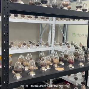 Hairy Raccoon Seed & Light Leaf Purple Flower Seed: A Comprehensive Guide