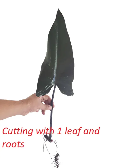 Philodendron Black Knight Cutting (Seller Code : 1LNR) [BUY 1 TAKE FREE 1  Pc. 2 to 3 leaves Philodendron or Pothos cutting randomly picked by Seller]  Indoor Plants Cutting - Lazada | Lazada PH