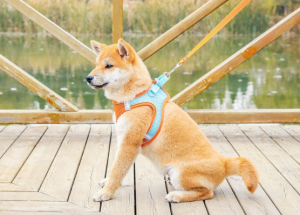 Air Mesh Small Pet Dog and Cat Harness Leash Walking Set Vest Collar Chest Strap Clothes Rope Rantai Tali Anjing Kucing