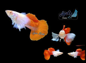 🐟Ajelis Guppy🐟 Albino Dumbo Redtail Guppy 白子大耳朵孔雀鱼 - Aquarium Ornamental Fish Tuxedo Guppy Ikan Hiasan 孔雀鱼 大尾巴 大耳朵