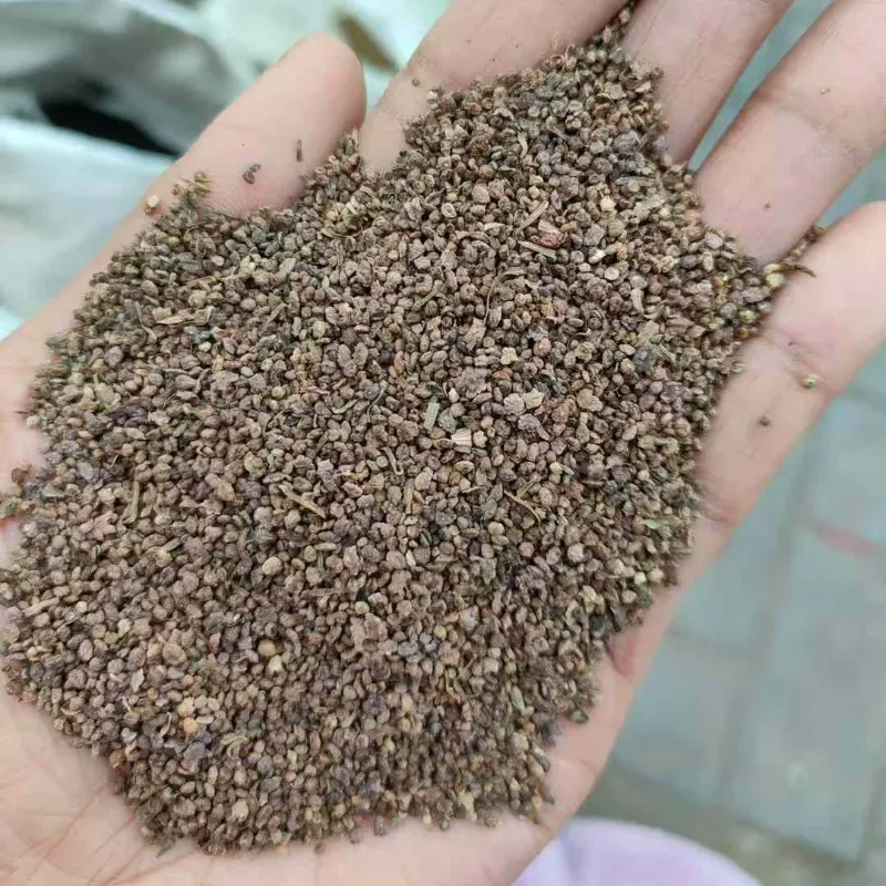 100pcs/pack Fresh Mixed Kochia Seeds for Planting and Gardening  Red  Green