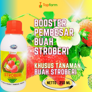 Pupuk Stroberi Berbuah Lebat / Pupuk Stroberi Biar Berbuah / Pupuk Pelebat Buah Stroberi / Pupuk Pembesar Buah Stroberi / Pupuk Pelebat Buah