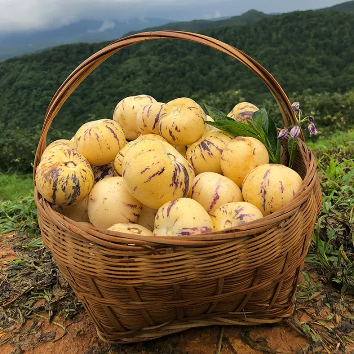 20PCS Pepino Melon Seeds Gardening Ginseng Fruit Seeds Organic Bonsai Tree Seed Indoor and Outdoor Real Plants Potted Live Plants for Sale Garden Decor rijk zwaan