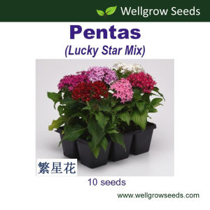 Pentas Lucky Star Mix (10 sds) (Egyptian stars) Flower Seeds Wellgrow Seeds