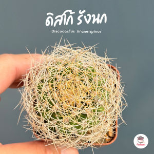 ดิสโก้ รังนก Discocactus Araneispinus แคคตัส กระบองเพชร cactus&succulent