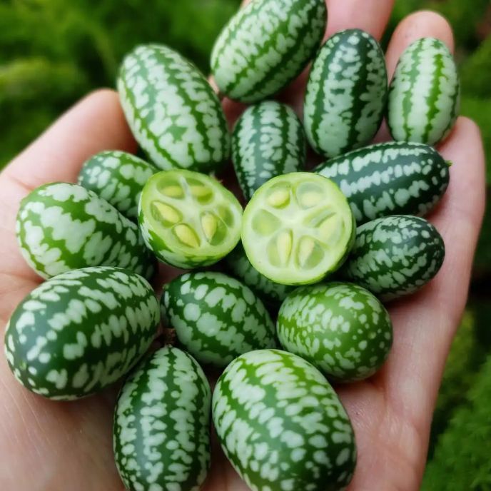 เมล็ดพันธุ์แตงกวาเม็กซิกัน งอกง่าย โตไว ผลดก