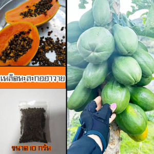 เมล็ดมะละกอพันธุ์ฮาวาย 10 กรัม จำนวน 500 - 600 เมล็ด