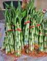 [ BUY 10 GET 1 FREE ] Lucky Bamboo  - for wealth and good Luck ( REAL ). 